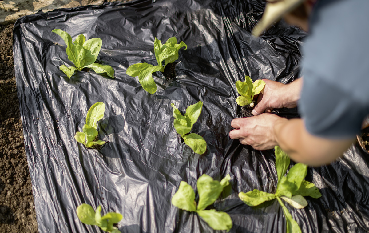 Biologisch abbaubare Mulchfolie 0,8 x 10 m